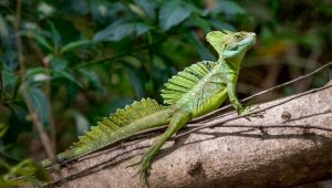 抖音爬虫-JoyCode 斑马快跑