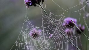 Arduino连接ESP8266开发-JoyCode 斑马快跑